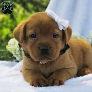 Misty Dawn, Fox Red Labrador Retriever Puppy
